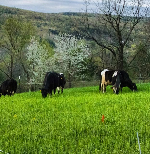 Organic A2 100% Grassfed Yogurt