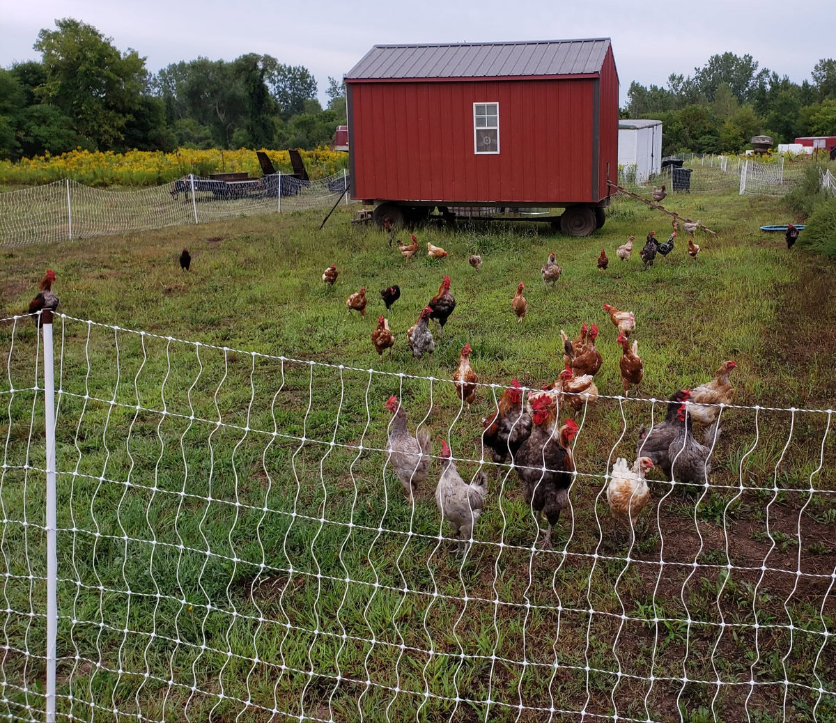 Local Farm Eggs