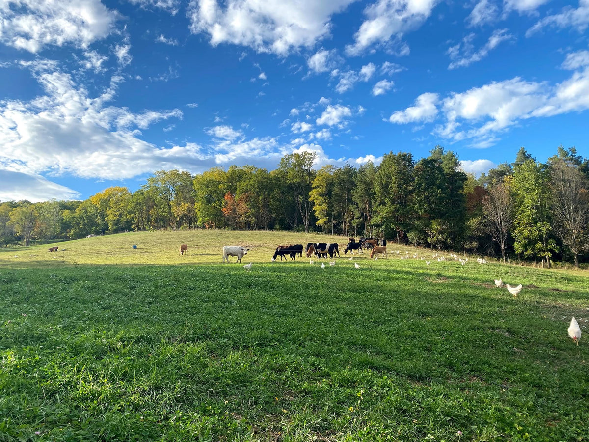Organic A2 100% Grassfed Yogurt