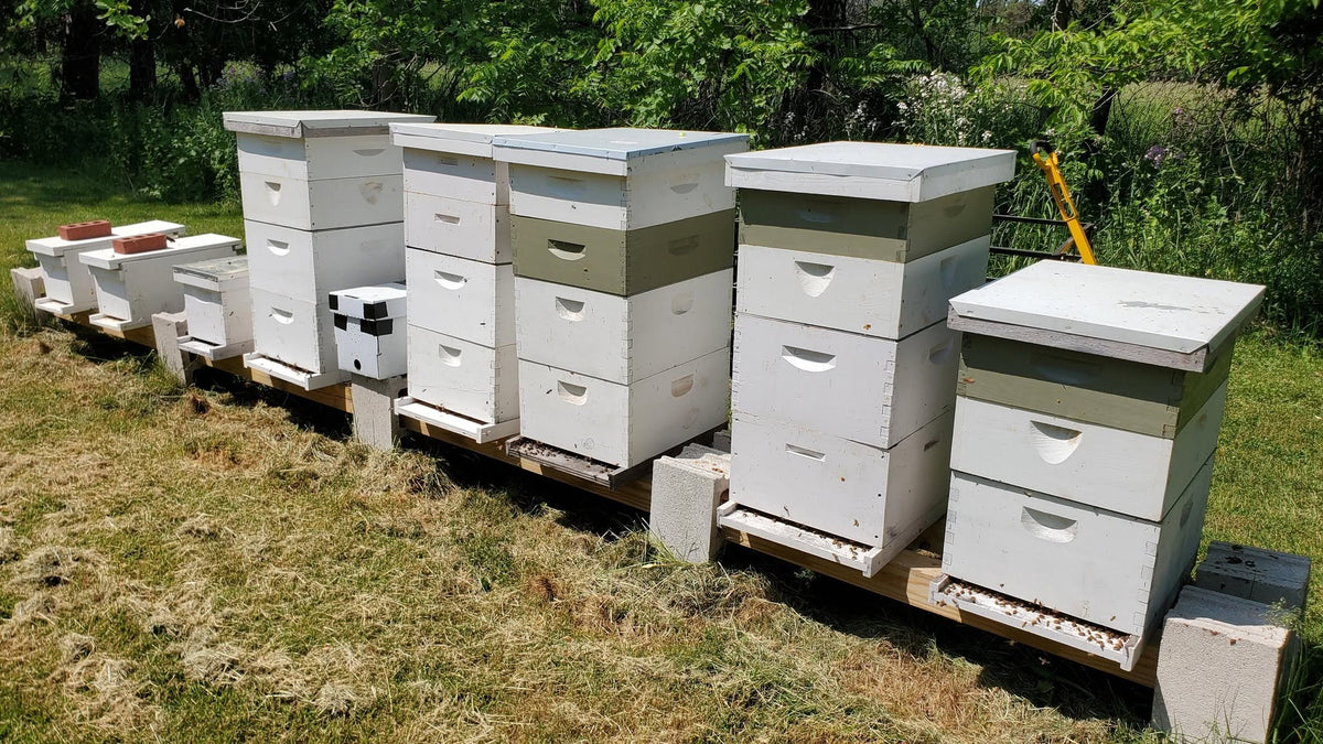 Local NYS Honey