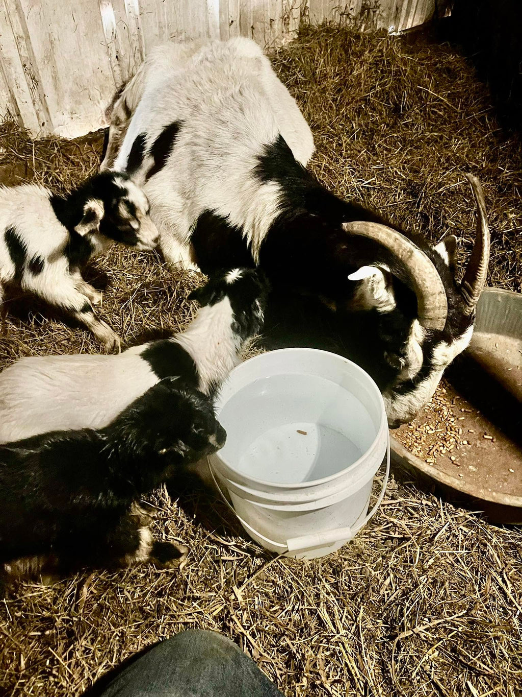 Mrowka Farm Made Soap