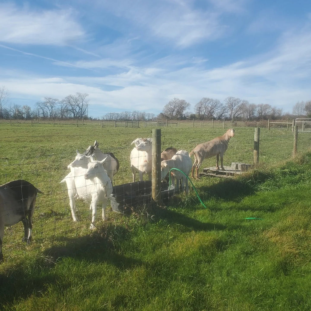 Farm Goat Cheese