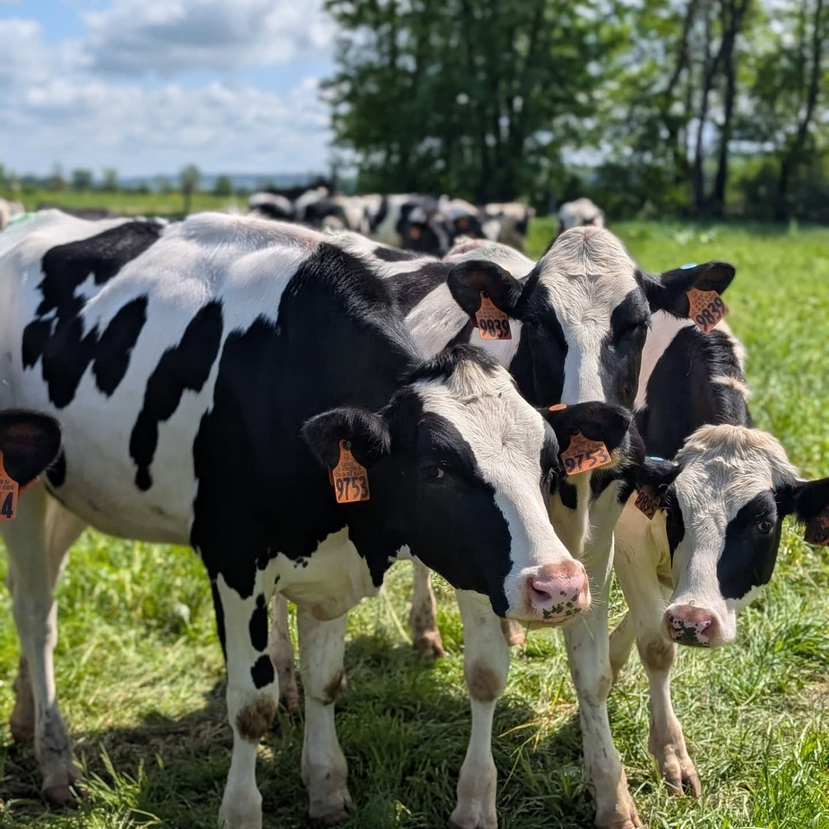 Organic Pasture - Creamline Milk