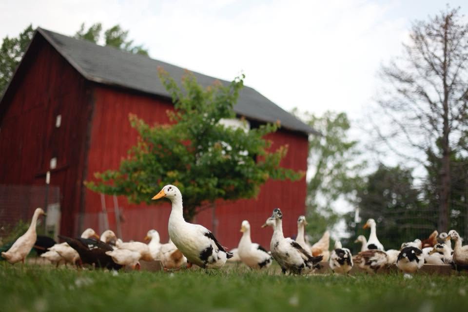 Organic Duck Eggs