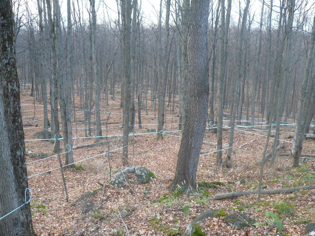 Local NYS Maple Syrup
