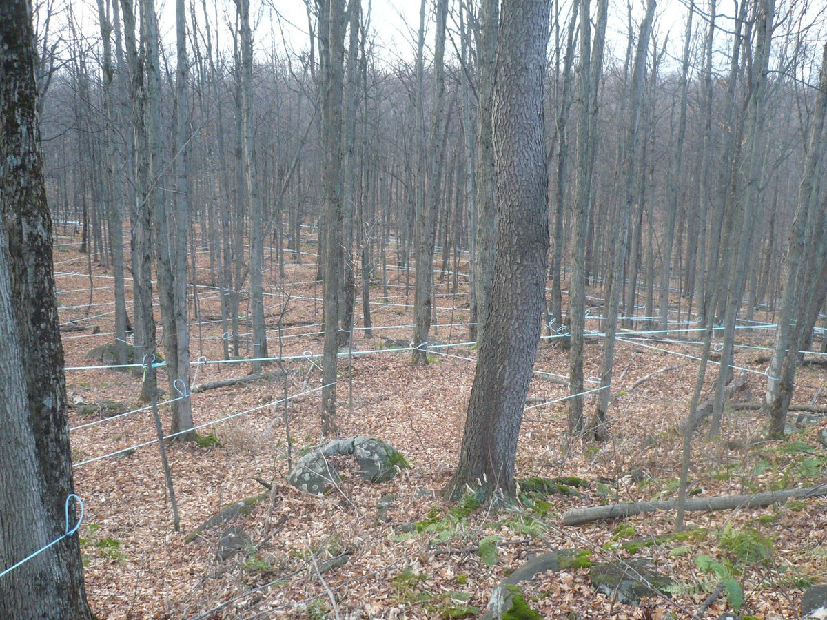Local NYS Maple Syrup