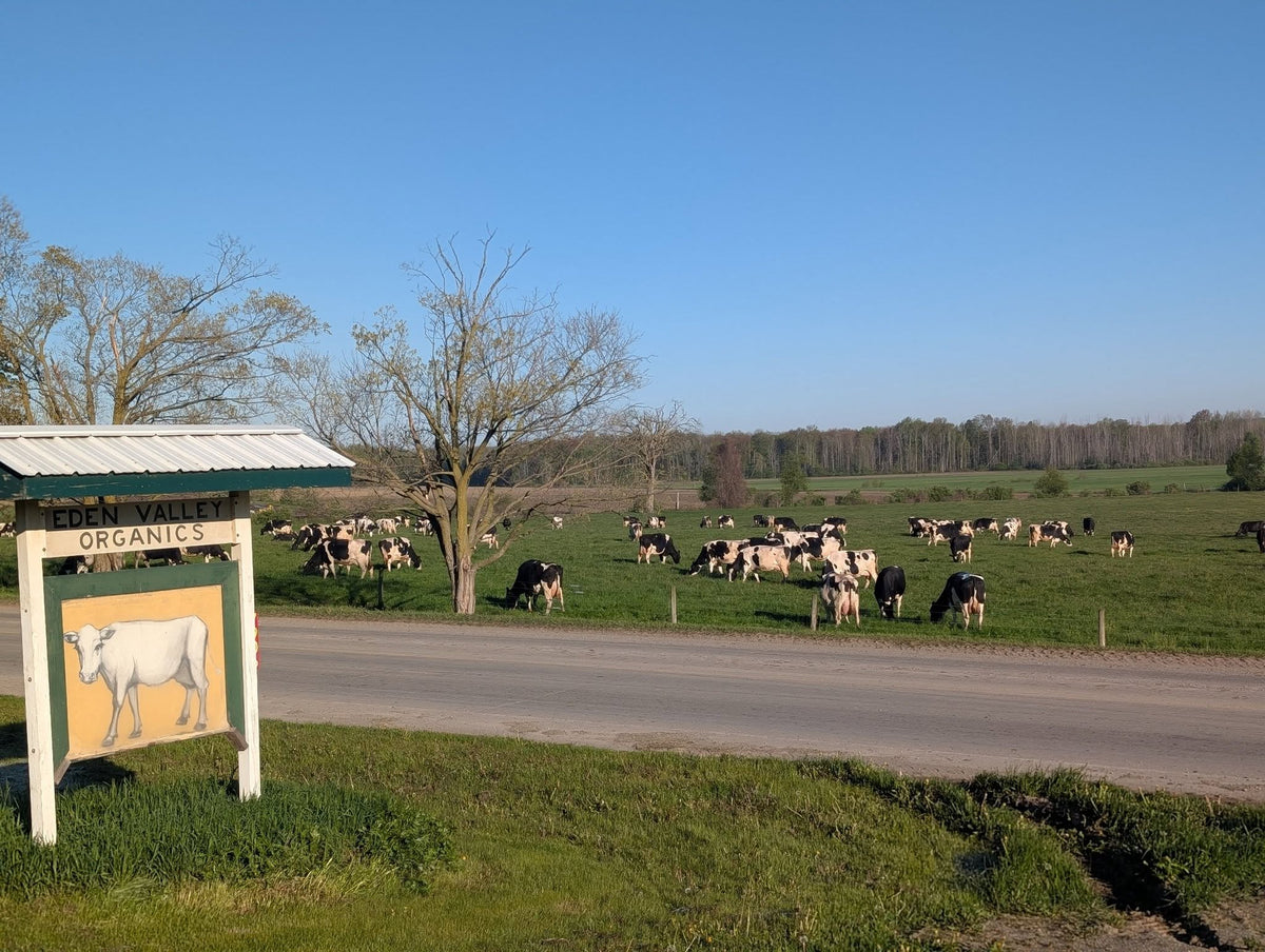 Organic Pasture - Creamline Milk