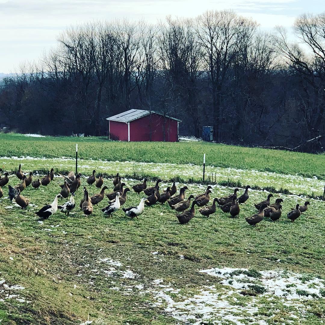 Organic Duck Eggs
