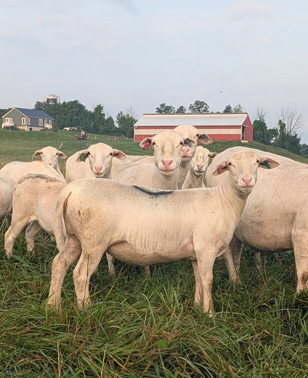 Local Farm Grass Fed Ground Lamb