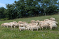 Local Farm Grass Fed Ground Lamb
