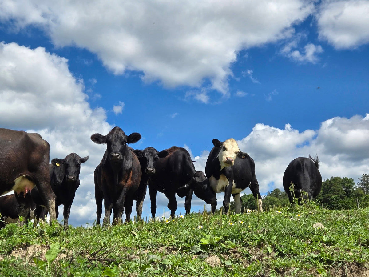 Highland Acres Farm Grass Fed Ground Beef