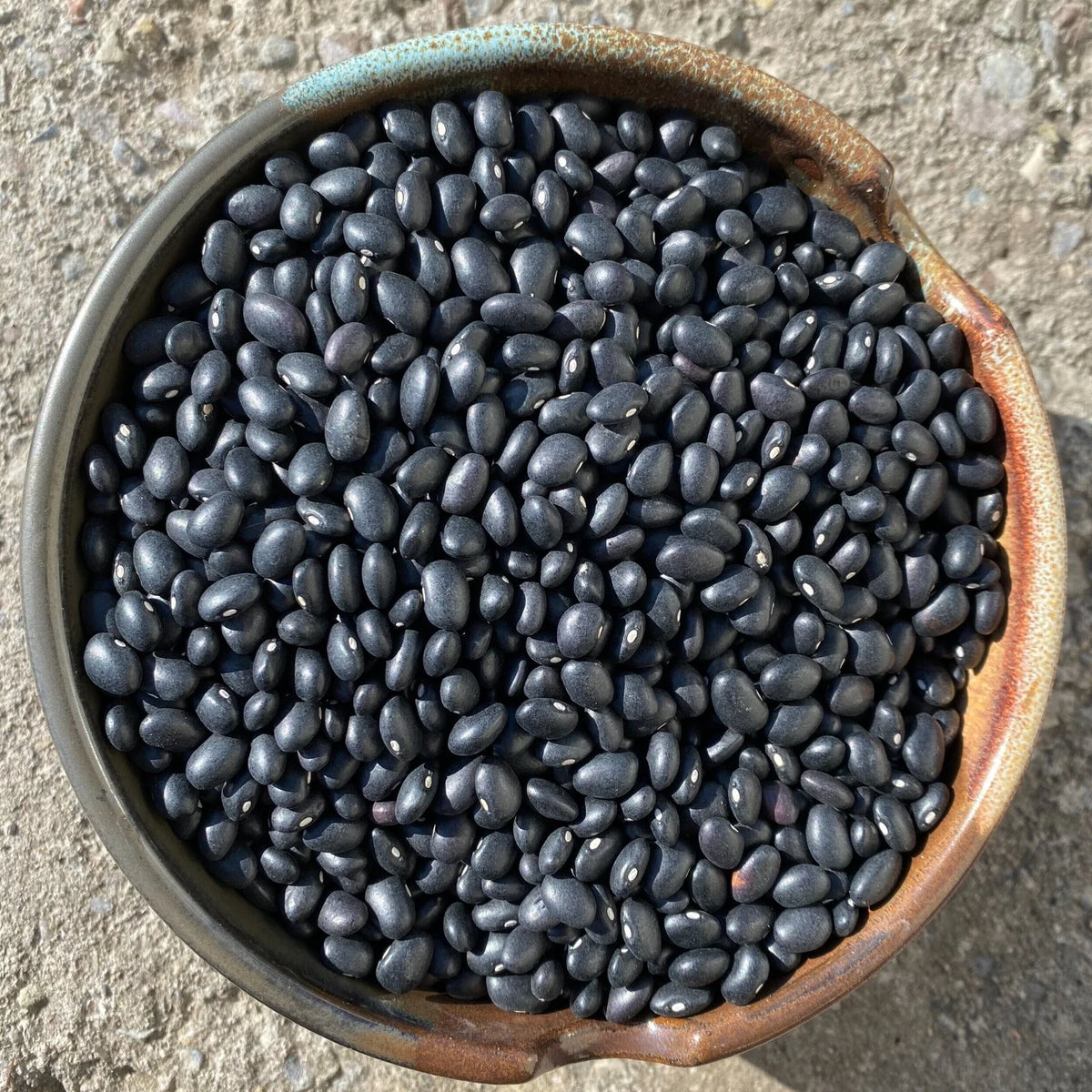BULK - Organic NYS Beans & Legumes