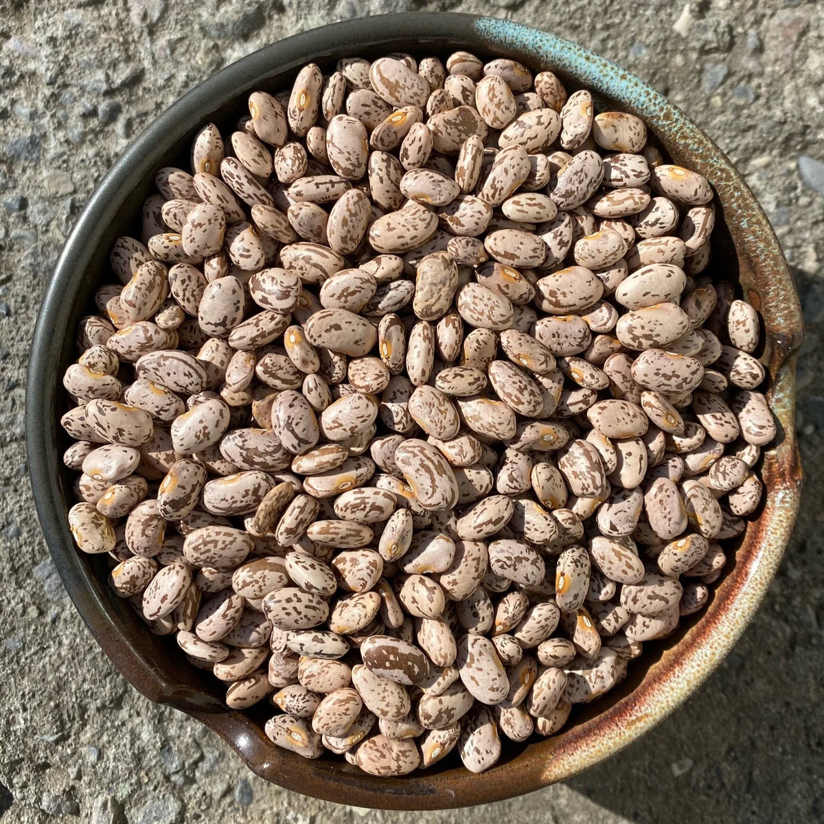BULK - Organic NYS Beans & Legumes