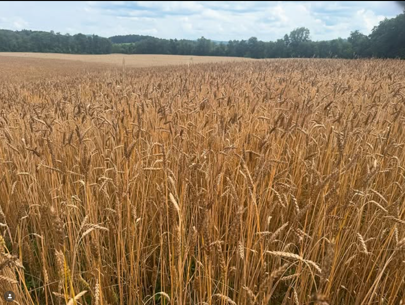 All Purpose Flour