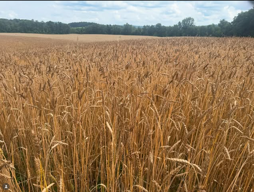 Einkorn Flour 00